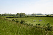 Koeien van VVV Biesboschlinie