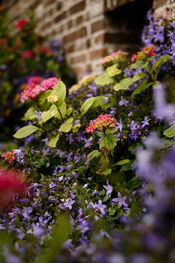 Bloemen Woudrichem van VVV Biesboschlinie