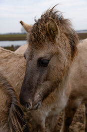 Paarden in de Biesbosch van VVV Biesboschlinie