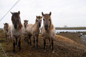 Paarden in de Biesbosch van VVV Biesboschlinie