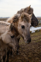 Paarden in de Biesbosch van VVV Biesboschlinie