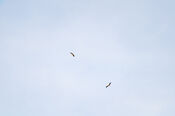 Vogels in de Struikwaard van VVV Biesboschlinie