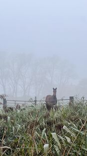 Paard bij het Wijkerzand van VVV Biesboschlinie