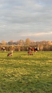 Koeien bij het Wijkerzand van VVV Biesboschlinie