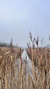 Pompveld van VVV Biesboschlinie
