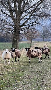 Schapen bij het Wijkerzand van VVV Biesboschlinie