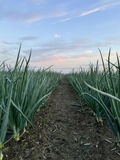 Oostwaardpad van VVV Biesboschlinie