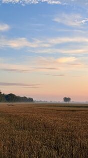 Oostwaardpad van VVV Biesboschlinie