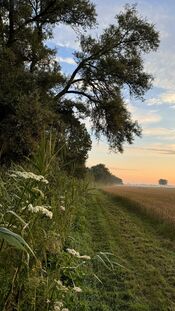 Oostwaardpad van VVV Biesboschlinie