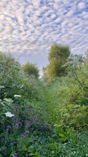 Oostwaardpad van VVV Biesboschlinie