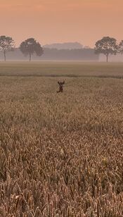 Oostwaardpad van VVV Biesboschlinie