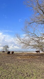 Dieren bij Slot Loevestein van VVV Biesboschlinie
