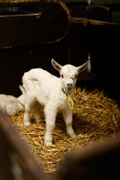Geitje Geitenboerderij Lekker Gemekker van VVV Biesboschlinie