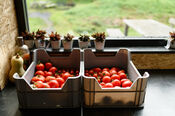 Tomaten bij Pixelfarming van VVV Biesboschlinie