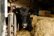 Koe bij Black Angus Farm van VVV Biesboschlinie