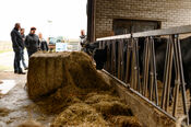 Koe bij Black Angus Farm van VVV Biesboschlinie