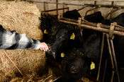 Koe bij Black Angus Farm van VVV Biesboschlinie
