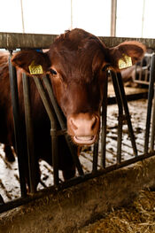 Koe bij Black Angus Farm van VVV Biesboschlinie