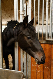 Paard bij Black Angus Farm van VVV Biesboschlinie