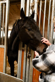 Paard bij Black Angus Farm van VVV Biesboschlinie