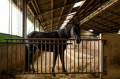 Paard bij Black Angus Farm van VVV Biesboschlinie