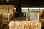 Black Angus Farm van VVV Biesboschlinie