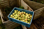 Appels bij Boerderij Den Hill van VVV Biesboschlinie