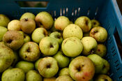 Appels bij Boerderij Den Hill van VVV Biesboschlinie