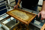 The Honeybin van VVV Biesboschlinie