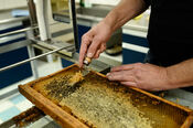 The Honeybin van VVV Biesboschlinie