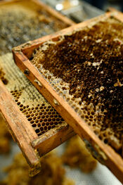 The Honeybin van VVV Biesboschlinie