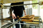 The Honeybin van VVV Biesboschlinie