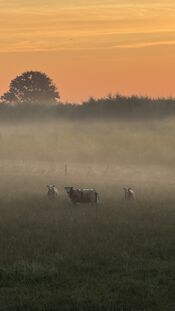 Pompveld van VVV Biesboschlinie
