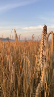 Pompveld van VVV Biesboschlinie