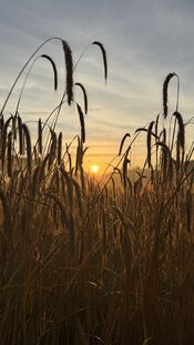 Pompveld van VVV Biesboschlinie