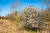 Biesbosch van VVV Biesboschlinie