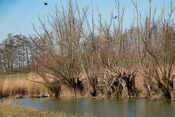 Biesbosch van VVV Biesboschlinie