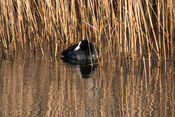 Biesbosch van VVV Biesboschlinie
