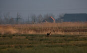 Biesbosch van VVV Biesboschlinie