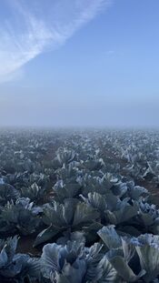 Polder van VVV Biesboschlinie