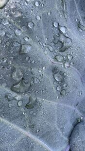 Natuur van VVV Biesboschlinie