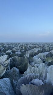 Polder van VVV Biesboschlinie