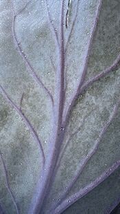 Natuur van VVV Biesboschlinie