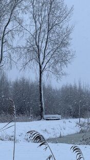 Sneeuw in het Pompveld van VVV Biesboschlinie