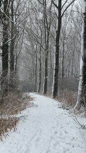 Sneeuw in het Pompveld van VVV Biesboschlinie