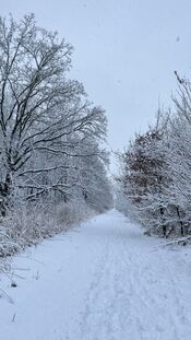 Sneeuw in het Pompveld van VVV Biesboschlinie