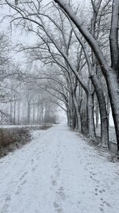 Sneeuw in het Pompveld van VVV Biesboschlinie