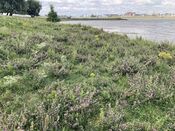 Cloppenwaard van VVV Biesboschlinie