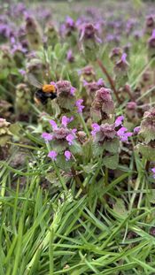 Bloemen bij Peren & Patrijzen van VVV Biesboschlinie