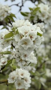 Bloemen bij Peren & Patrijzen van VVV Biesboschlinie